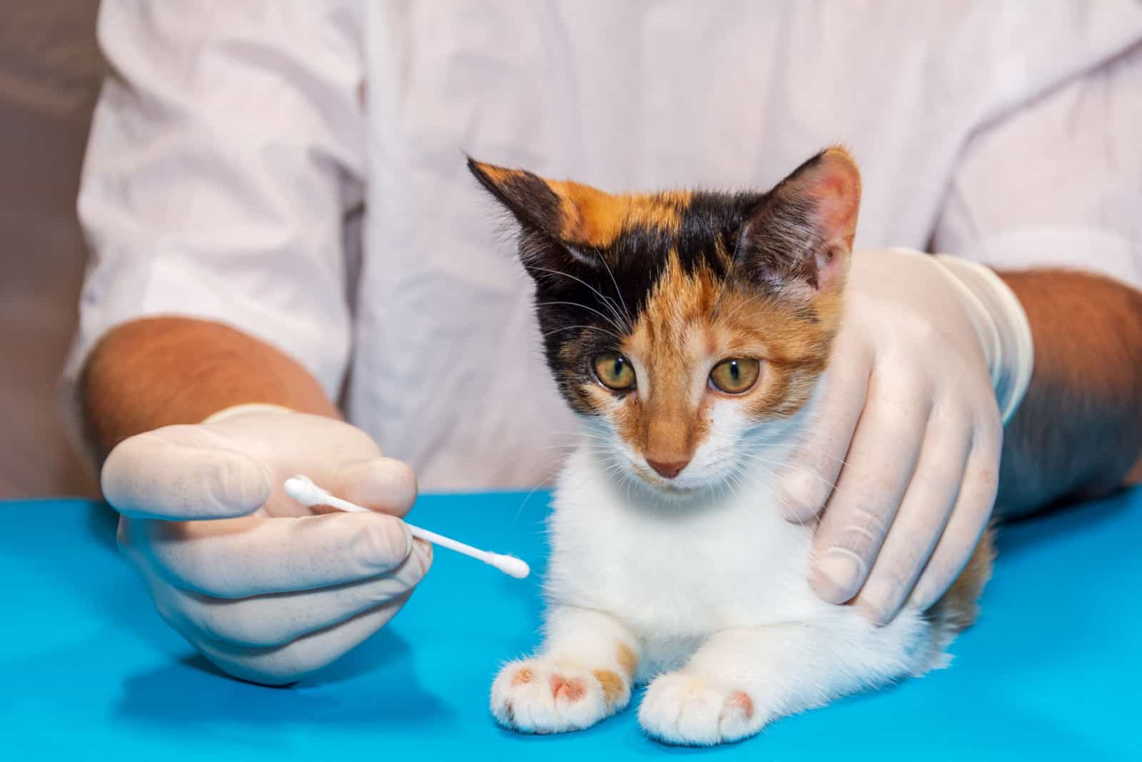 vet applies ointment on a cat