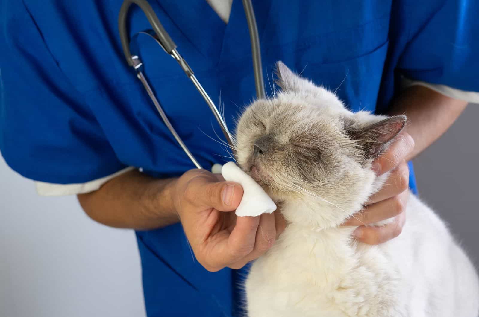 vet helping the Cat Coughing