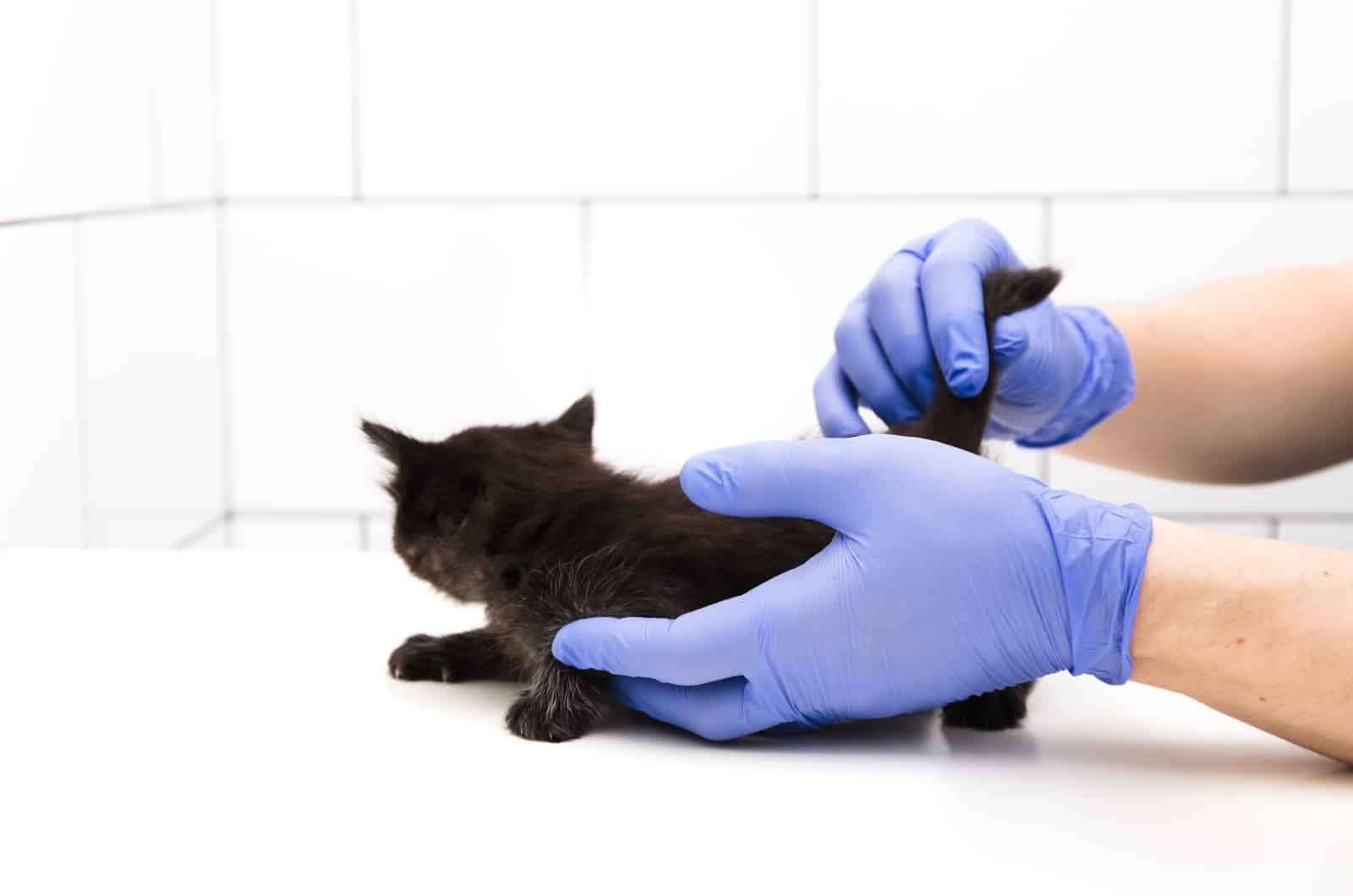 vet looking at black kitten