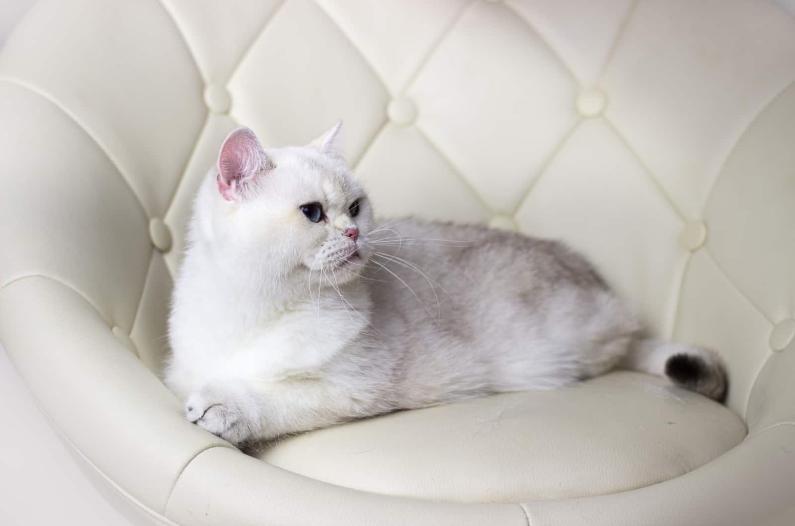 white Siberian Cat