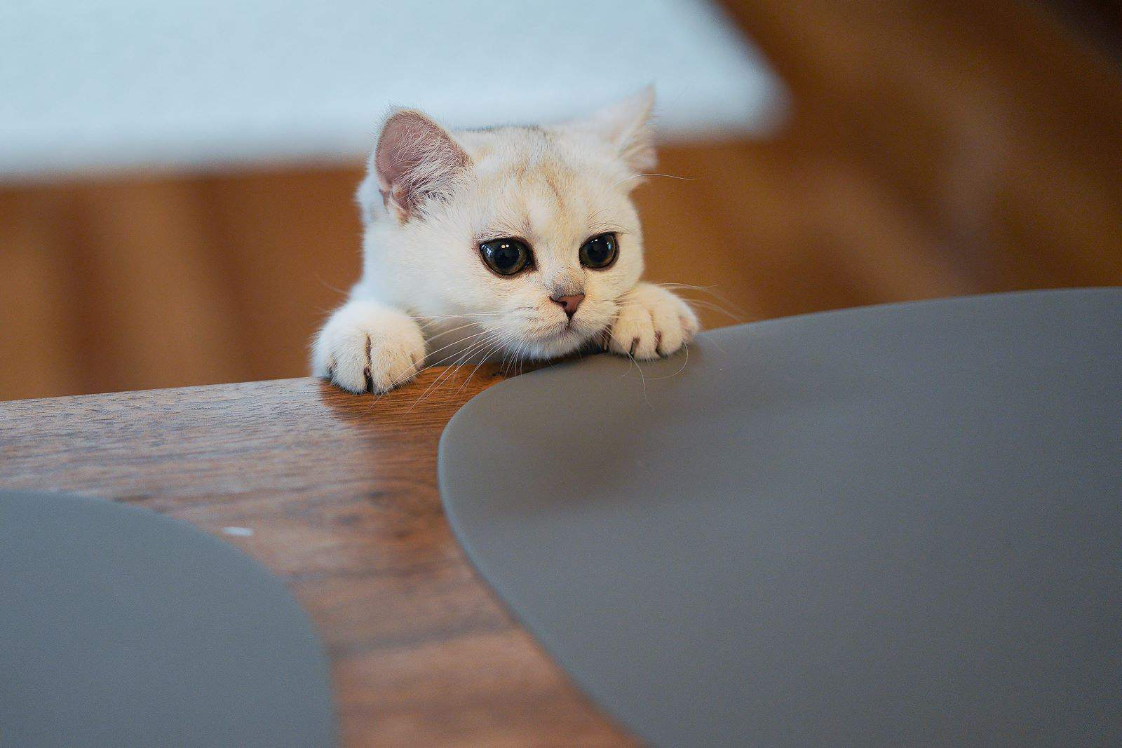 white kitten with big eyes attempting to climb on the table