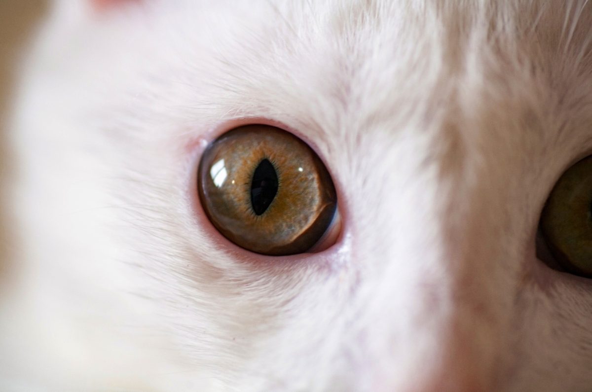When Do Kittens' Eyes Change Color? Learn When To Expect It