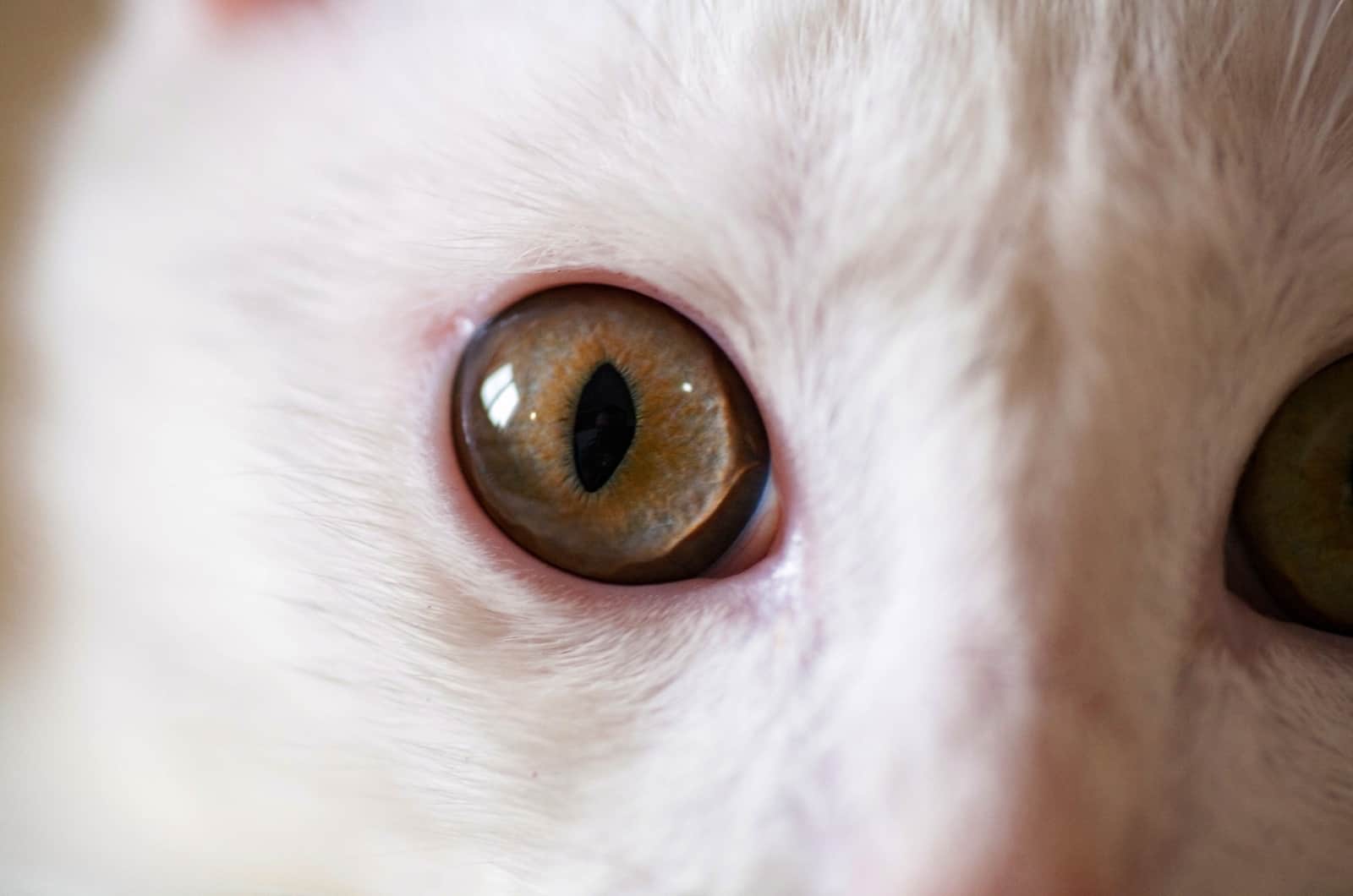 white kitten with hazel eye
