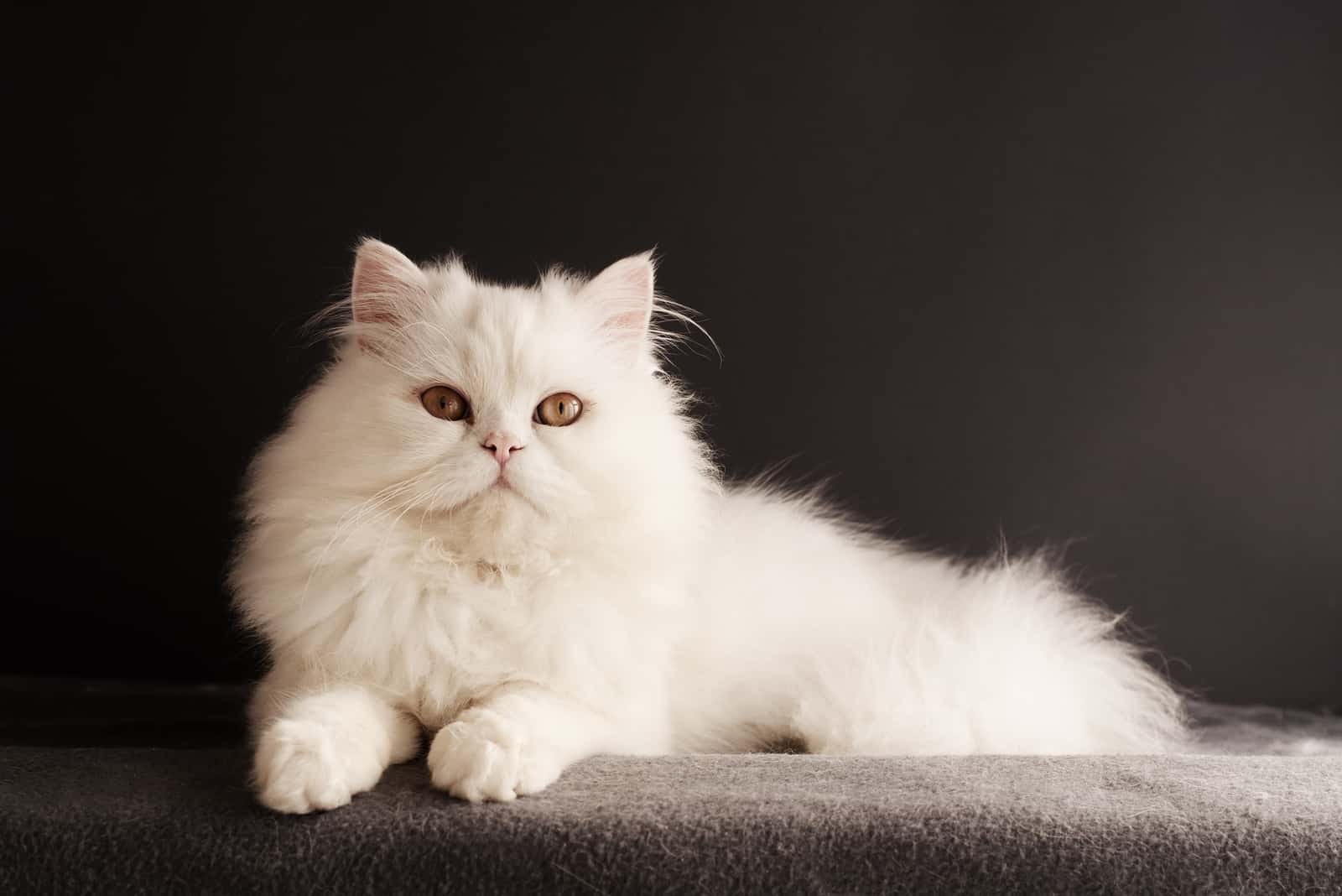 white persian cat with orange eyes on dark background 