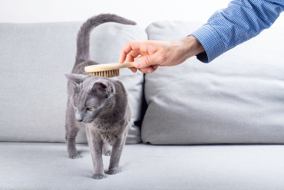 10 Best Brushes For Long Hair Cats + Buying Guide