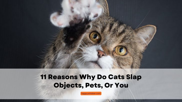 11 Reasons Why Do Cats Slap Objects, Pets, Or You