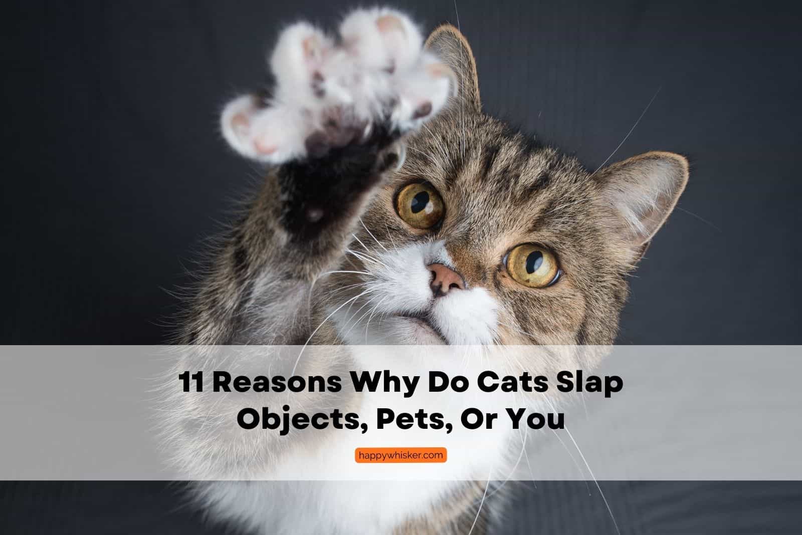 Why Do Cats Slap