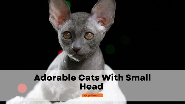 12 Breeds Of Cat With Small Heads That Look Adorable