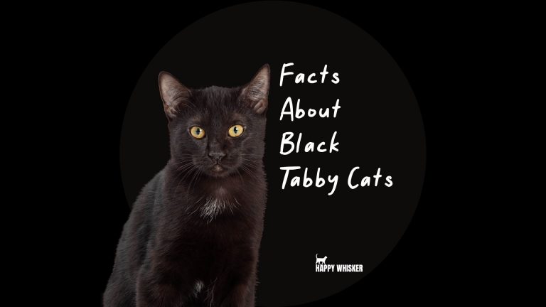 12 Interesting Facts About Black Tabby Cats