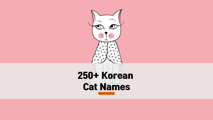250+ Korean Cat Names You Will Love, Or Should I Say, <em>Sarang</em>