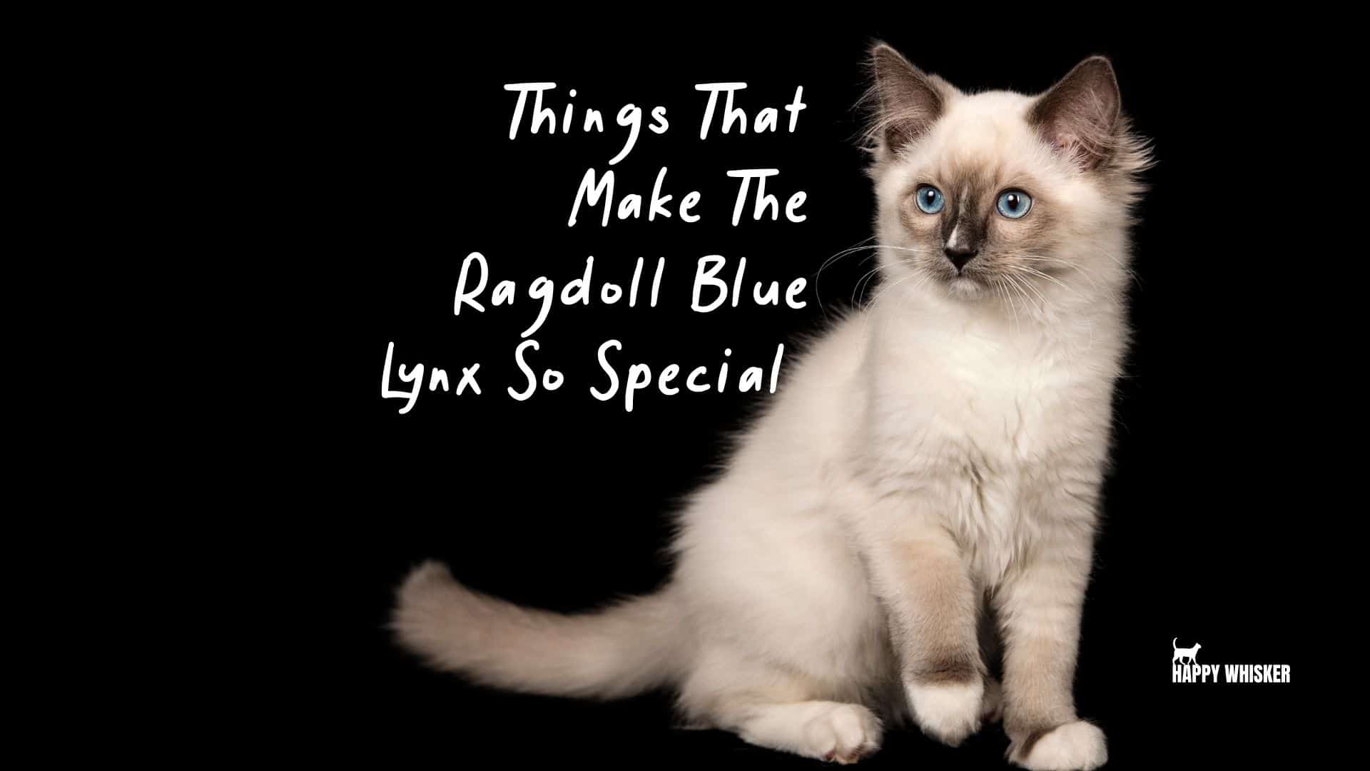 portrait of a ragdoll blue lynx cat