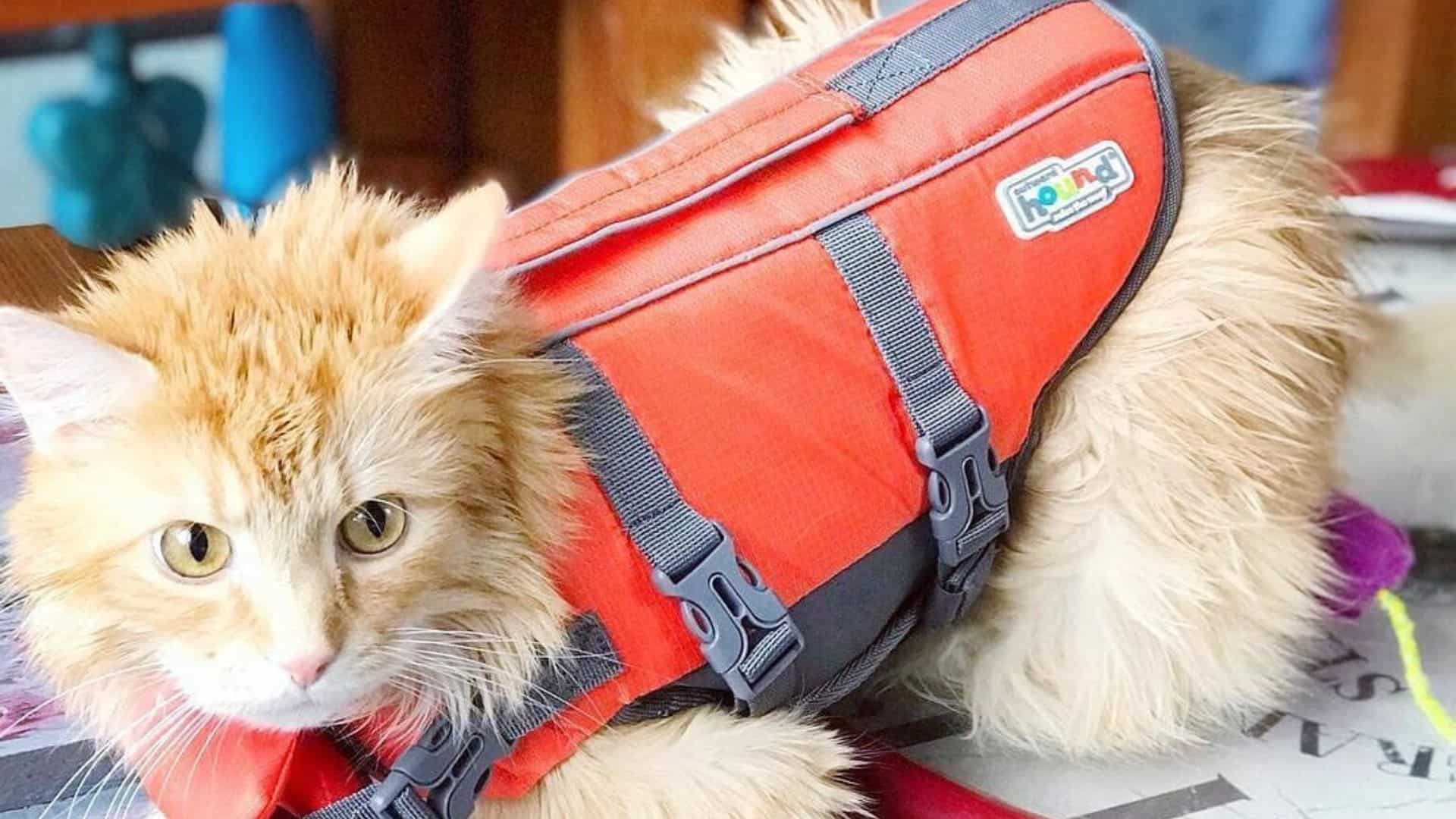 a beautiful cat with a life jacket
