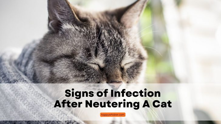 8 Signs Of Infection After Neutering A Cat: Spot Them Quickly