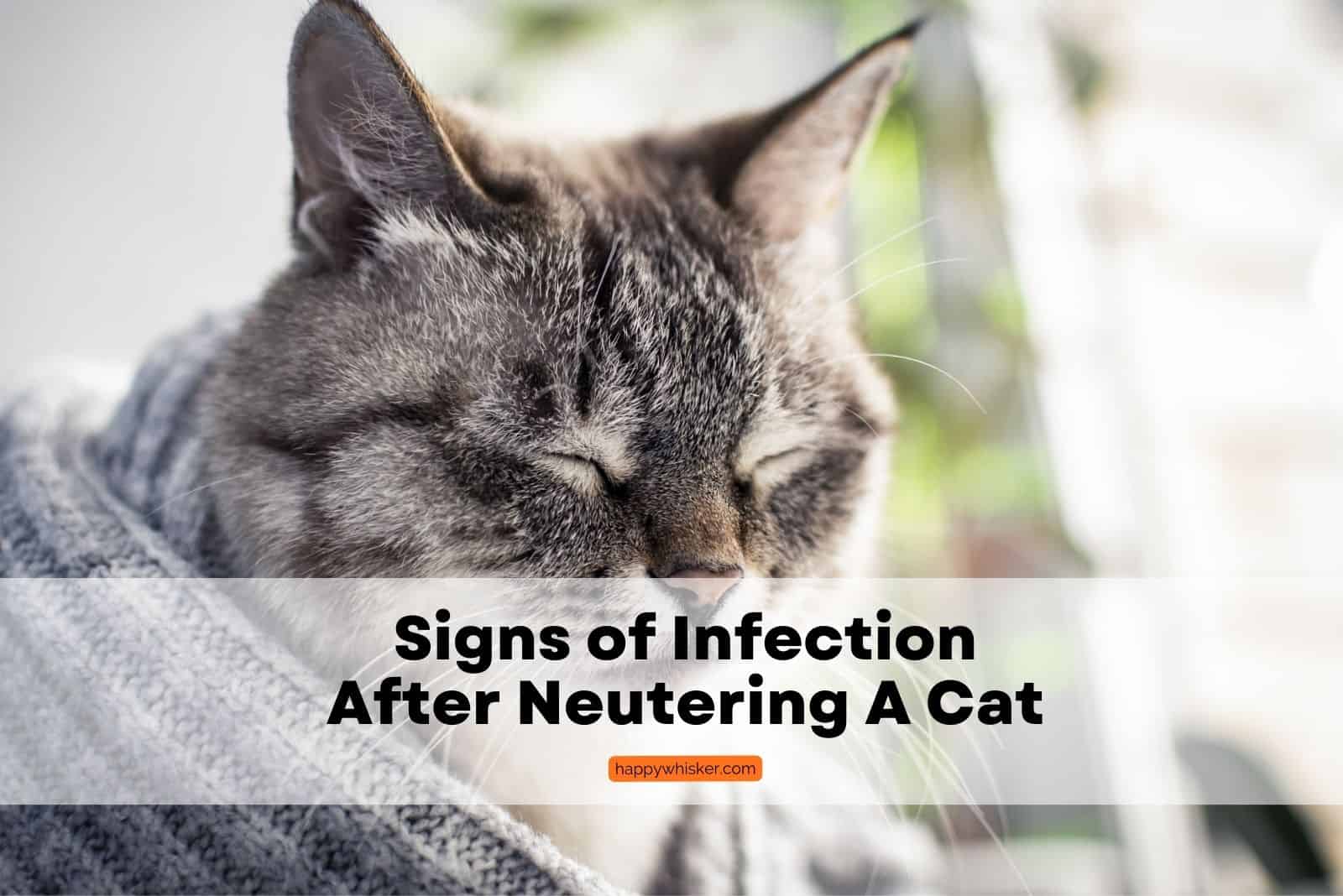 tabby cat showing signs of infection after neutering