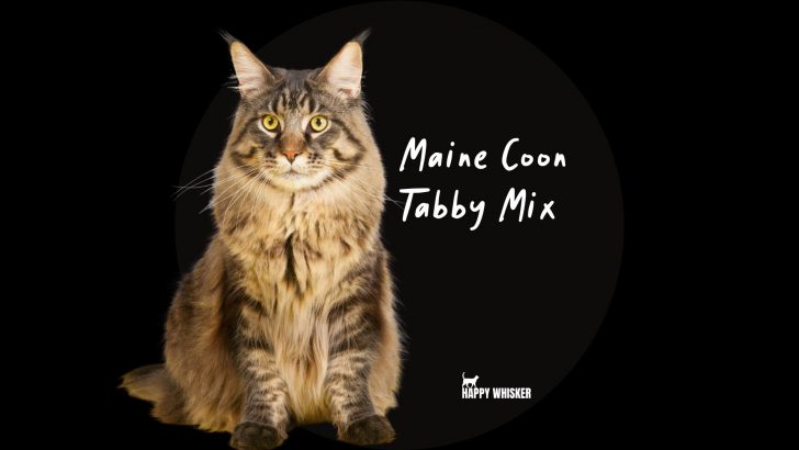 A Complete Guide On The Irresistible Maine Coon Tabby Mix