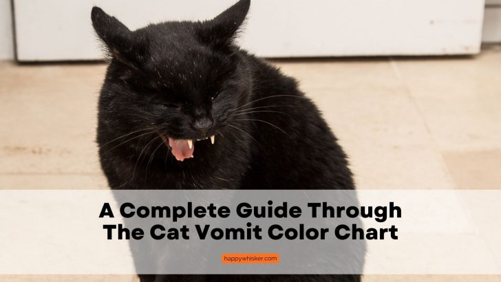 A Complete Guide To The Cat Vomit Color Chart