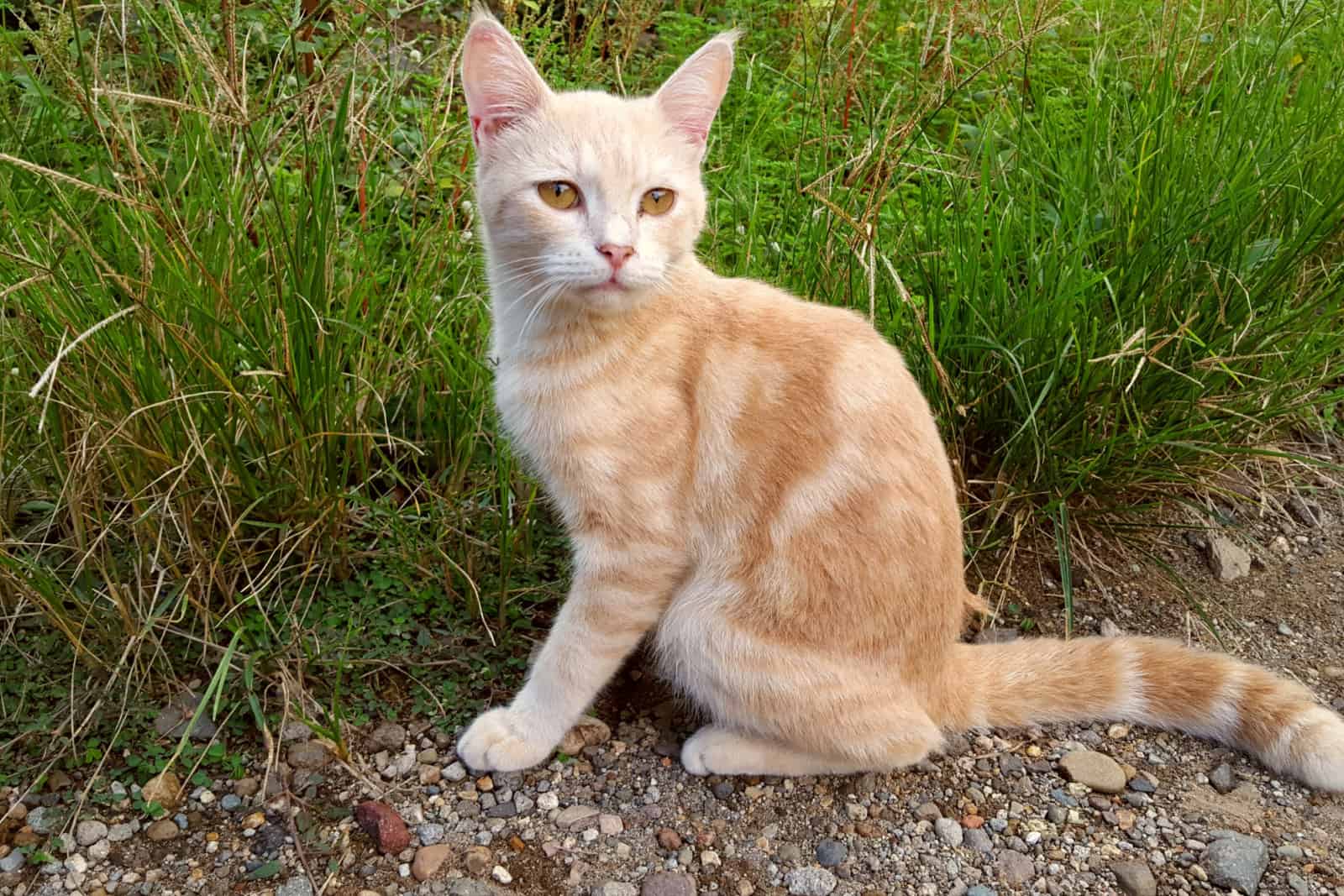 A Javanese cat with white and brown fur and head