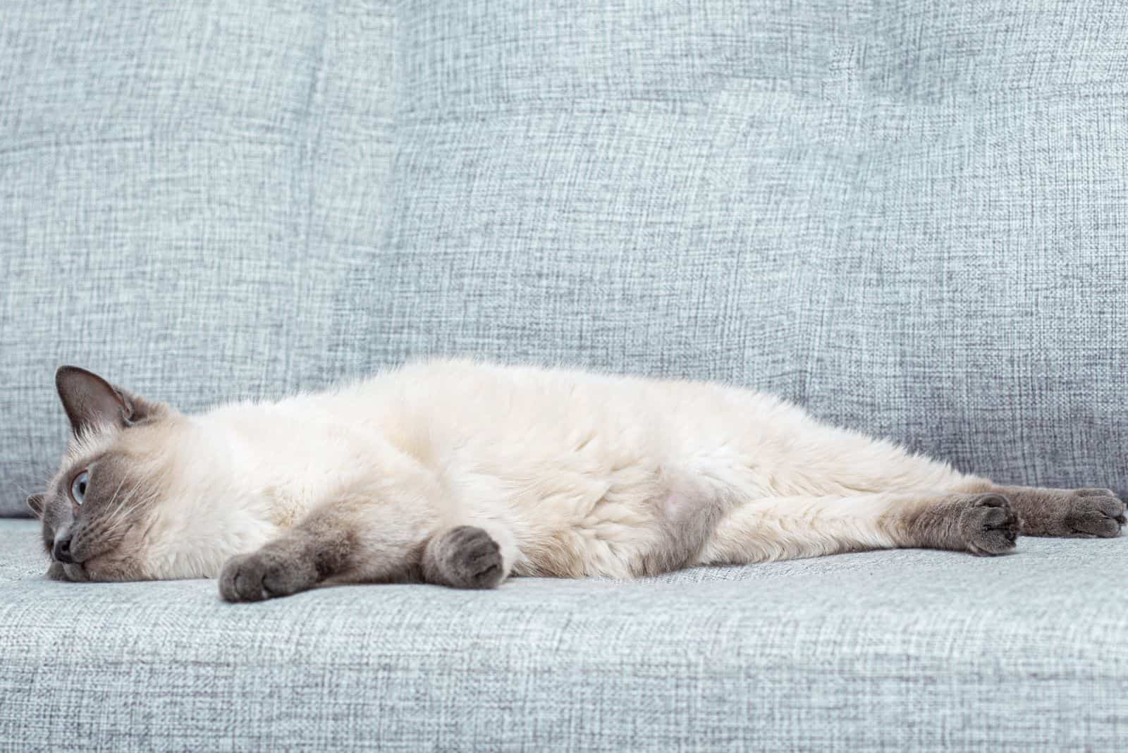 A Thai kitten slumbers on the sofa at home