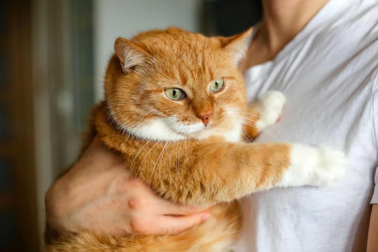 A beautiful big fat ginger cat in human hands