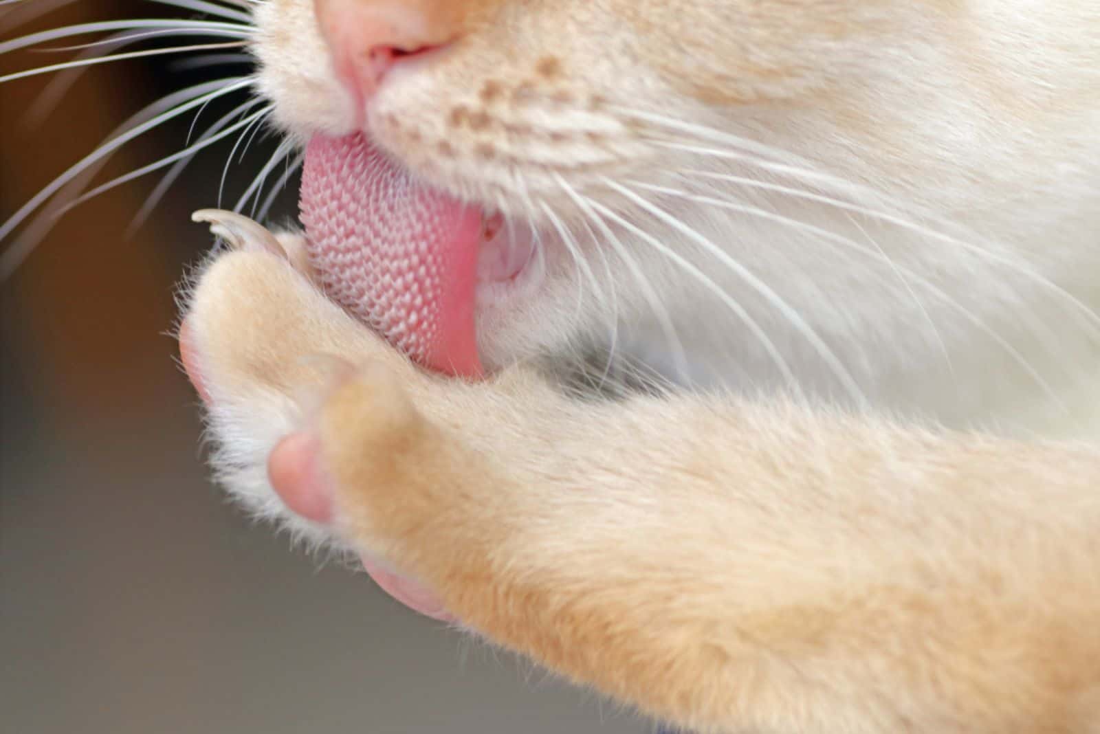 A cat cleaning his paw with the tongue