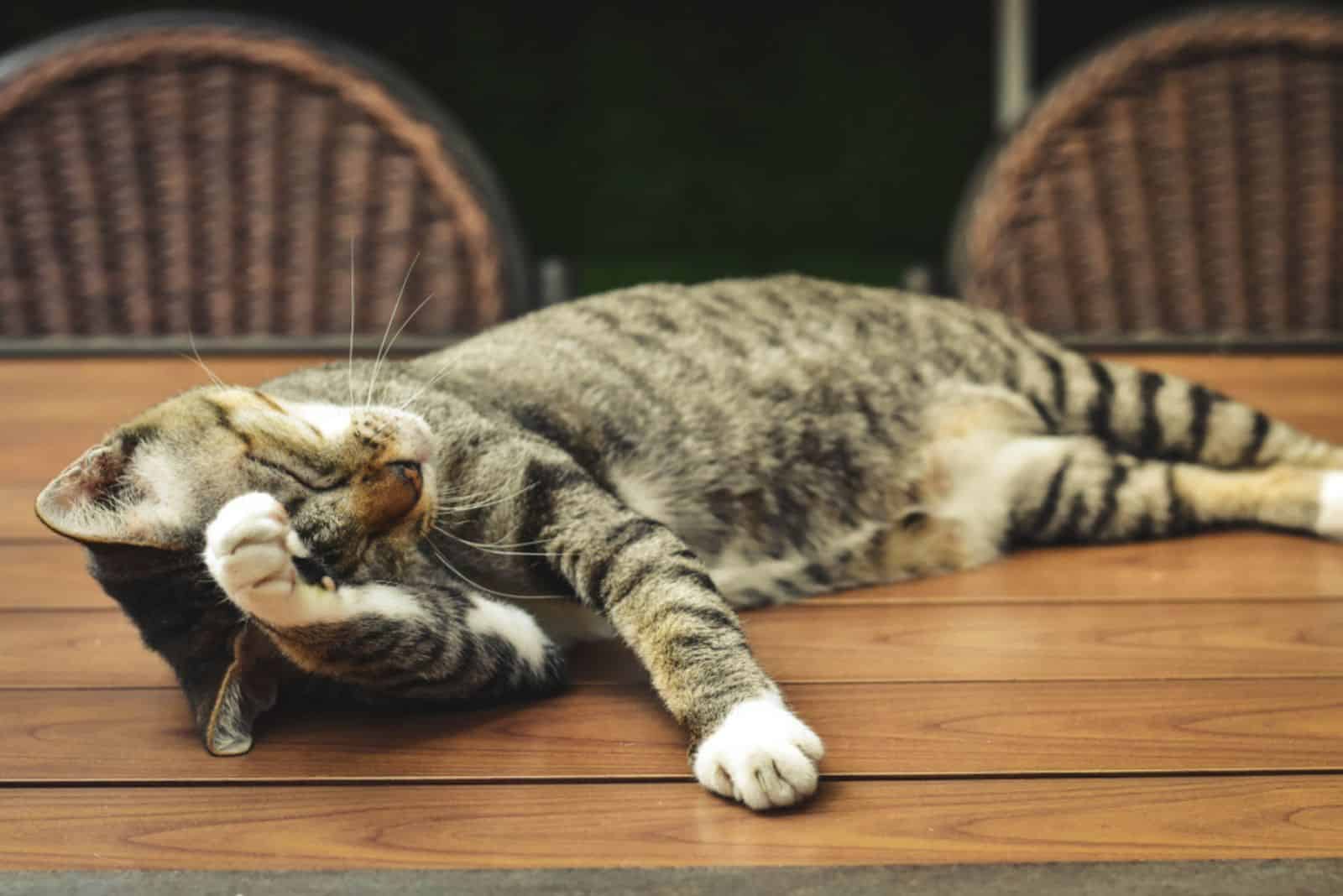 A cat who is having a headache