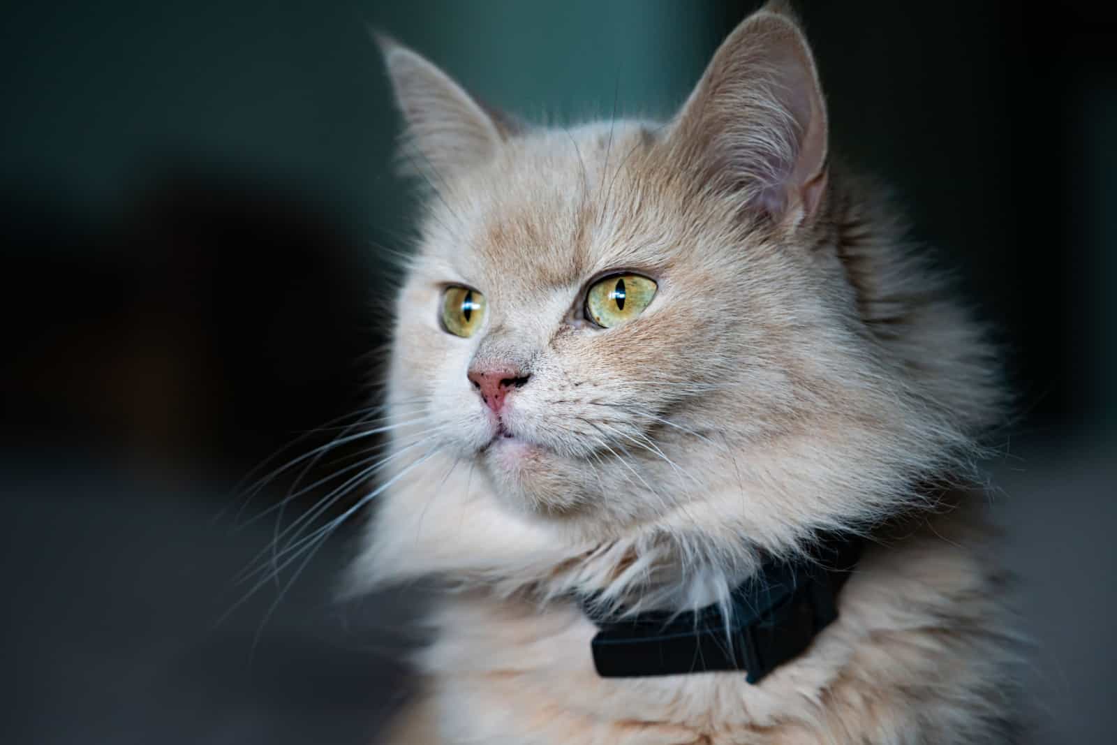 A close up photo of an Extremely fluffy cat wearing a flea collar