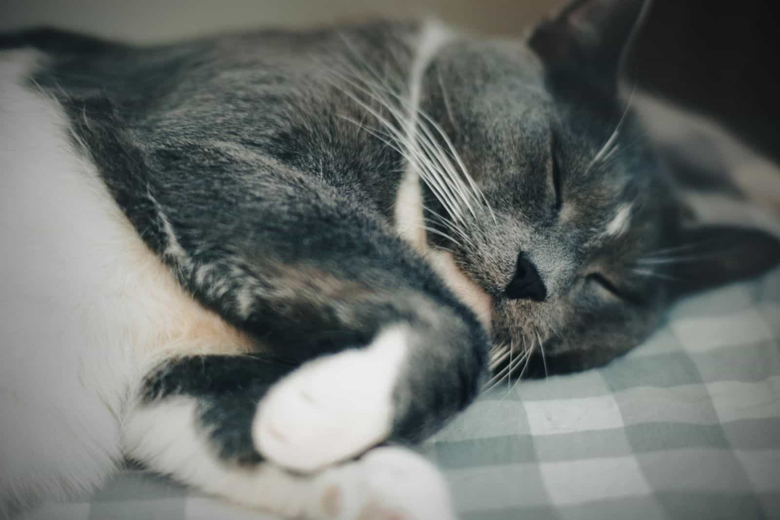 A cute gray lazy house cat is lying on a bed 