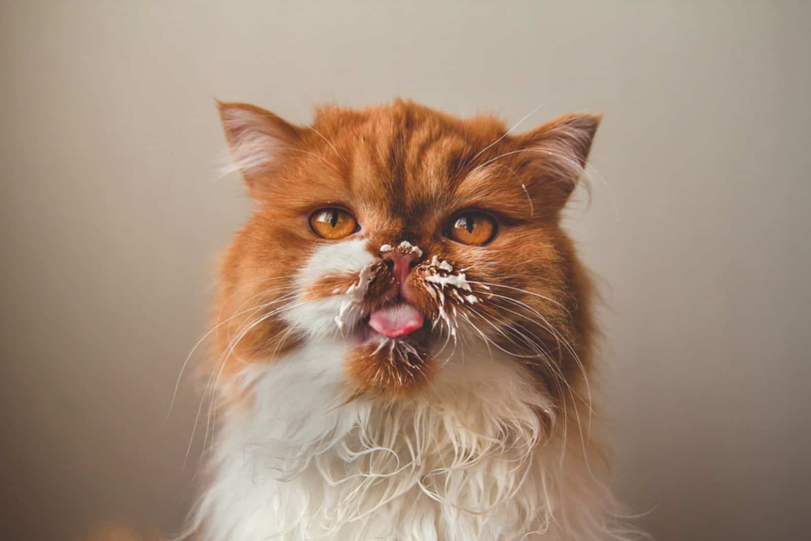 A fluffy ginger cat licks sour cream from its face