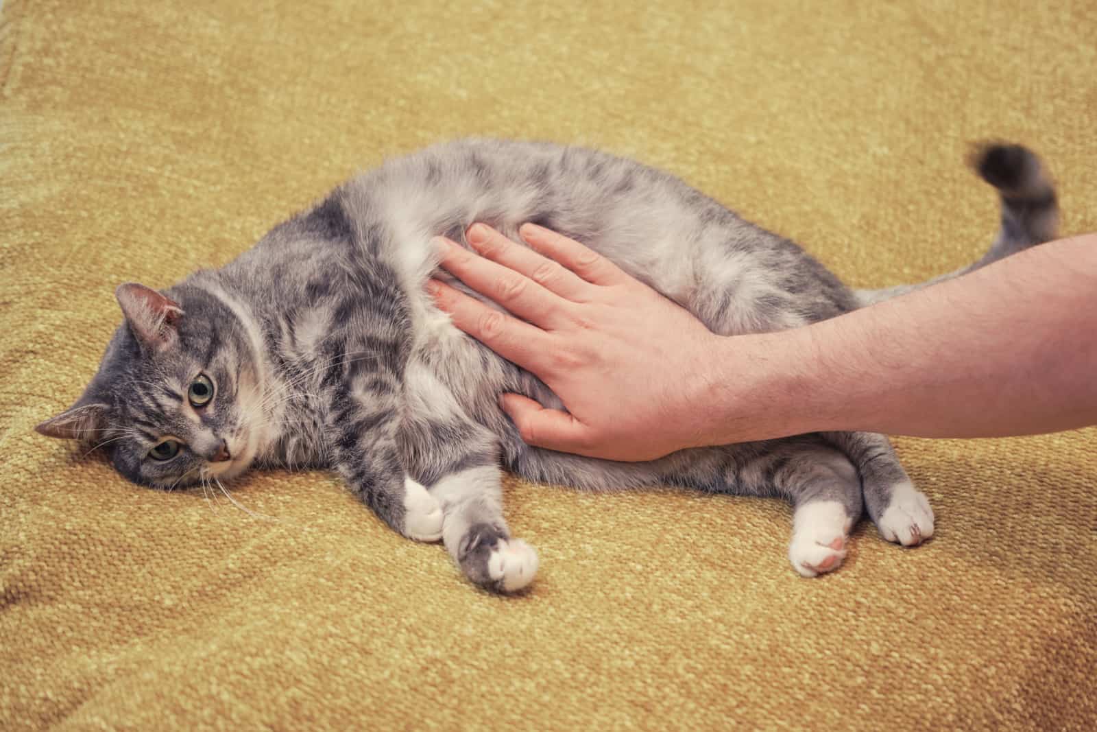 A man hand strokes a cat with IBS