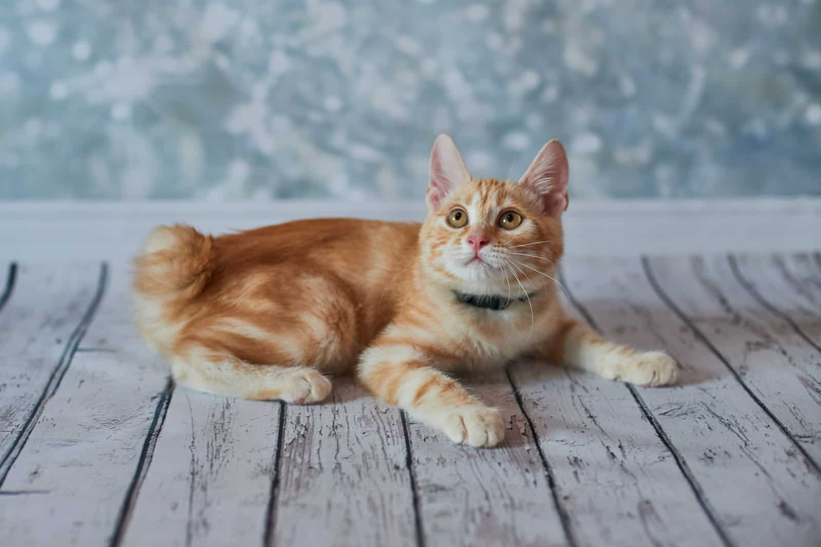 A photo of funny red american bobtail cat