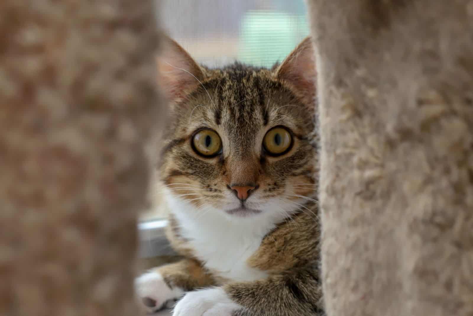 A scared striped cat with yellow eyes hiding behind cat post