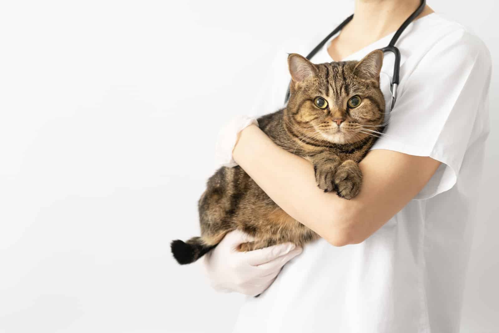 A veterinarian holds a striped cat in his arms