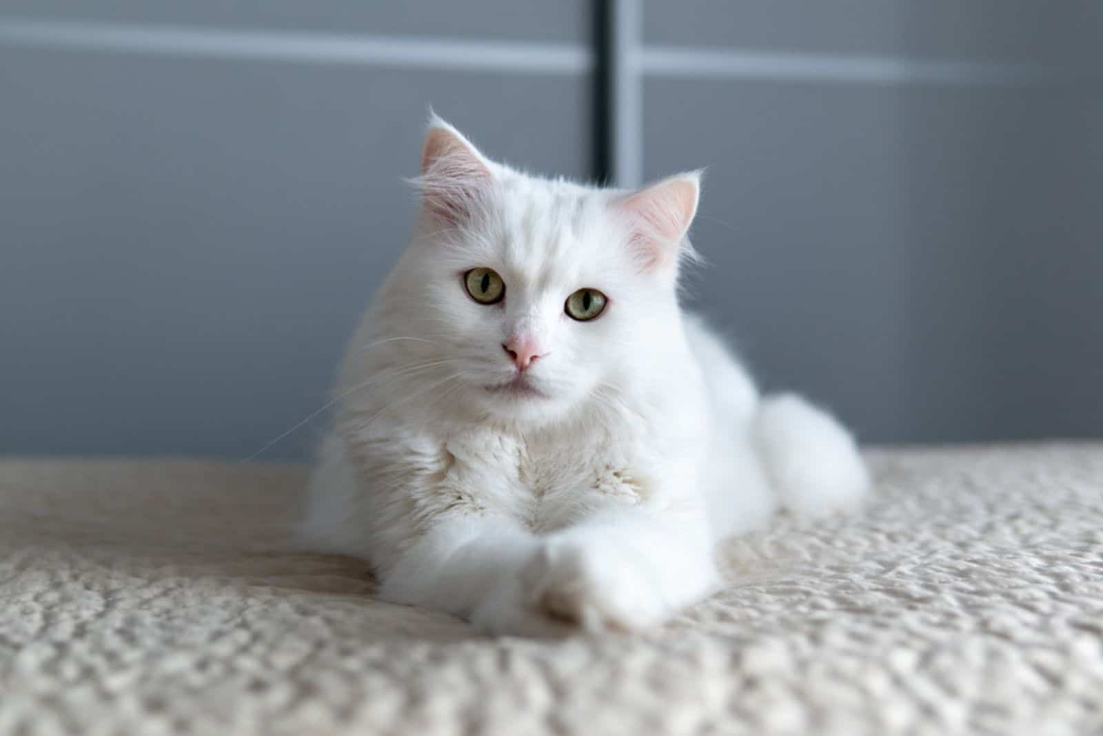 A white posh fluffy cat of Turkish Angora breed
