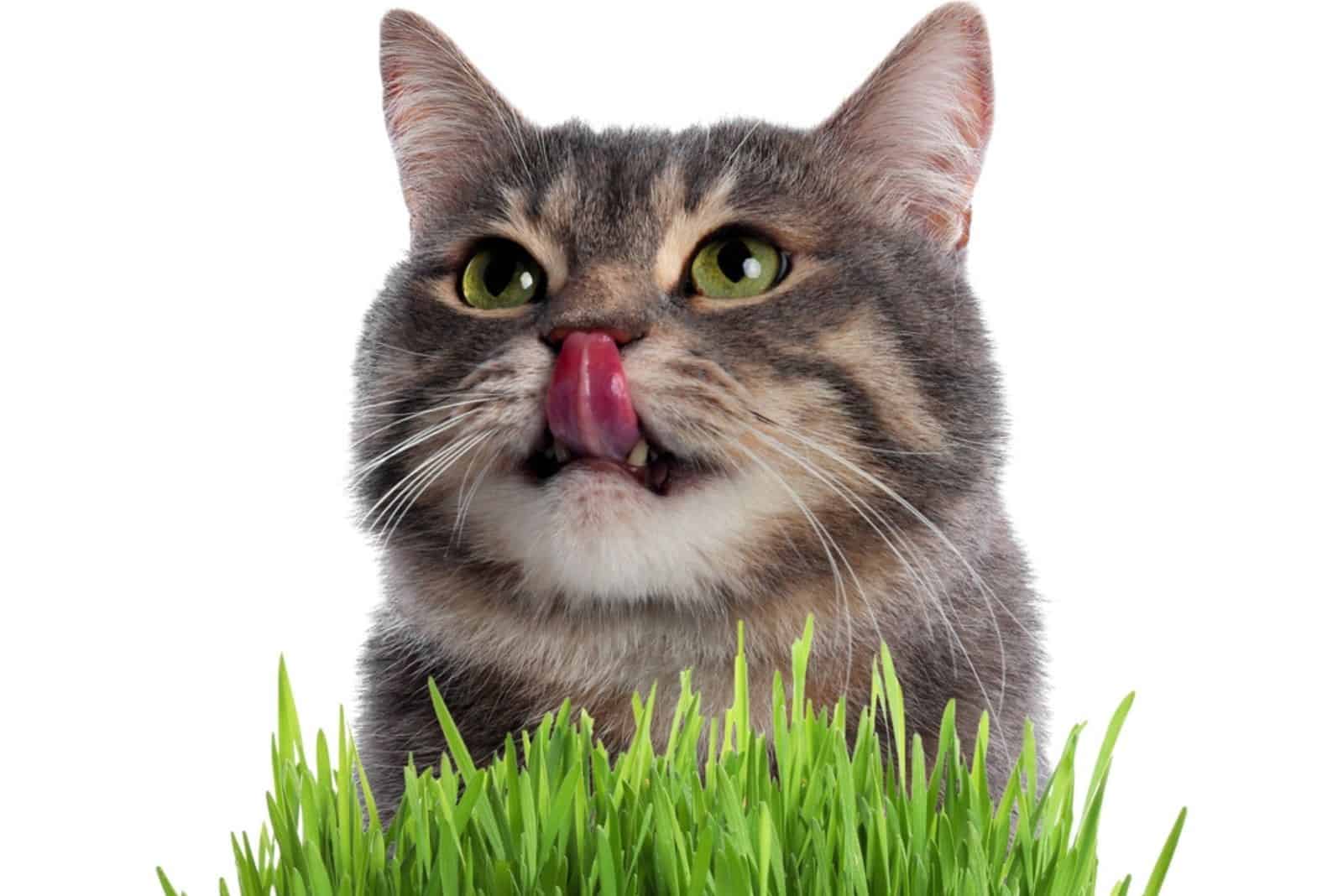 Adorable cat and fresh green grass
