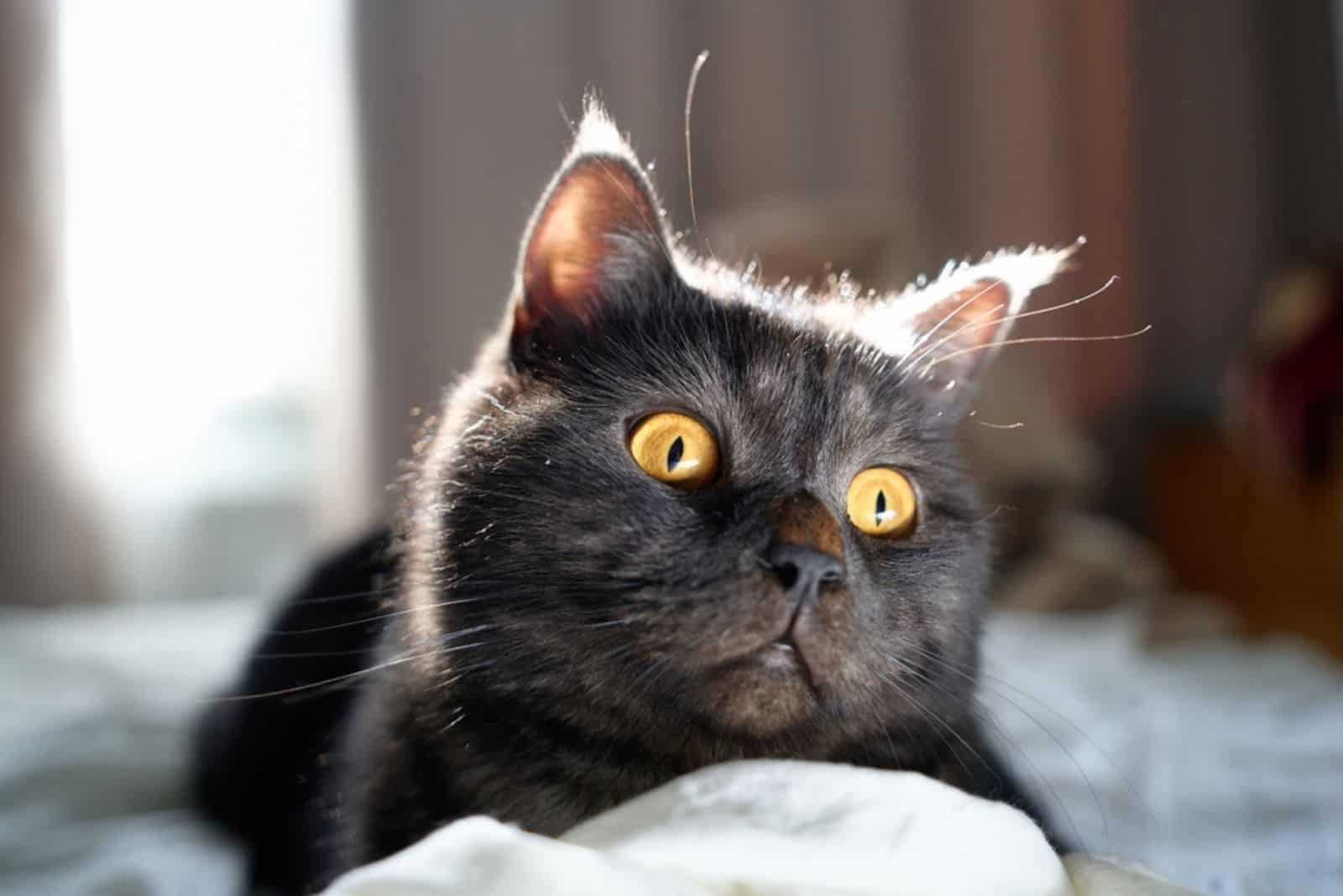 Adorable scottish black tabby cat.