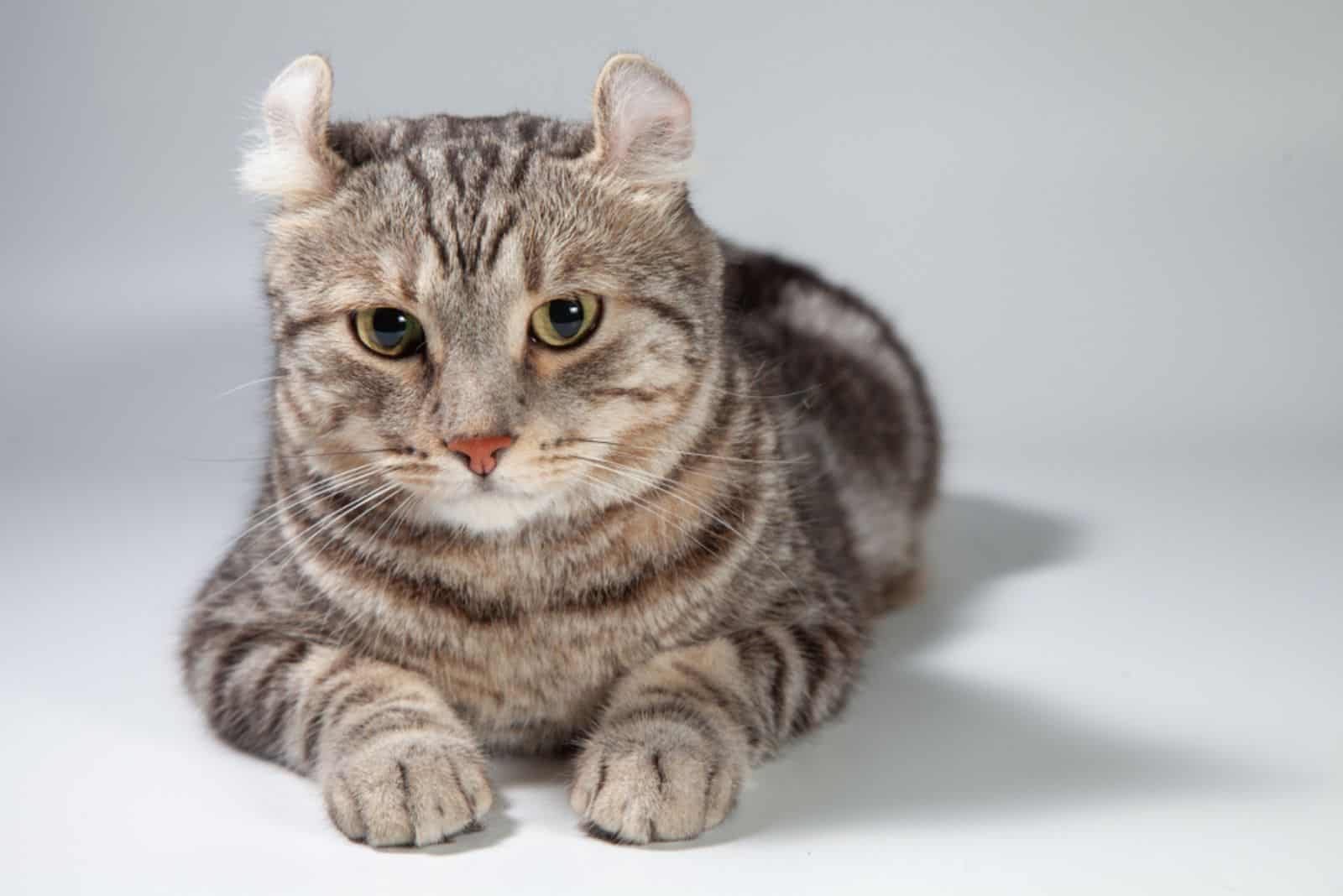 American Curl Cat