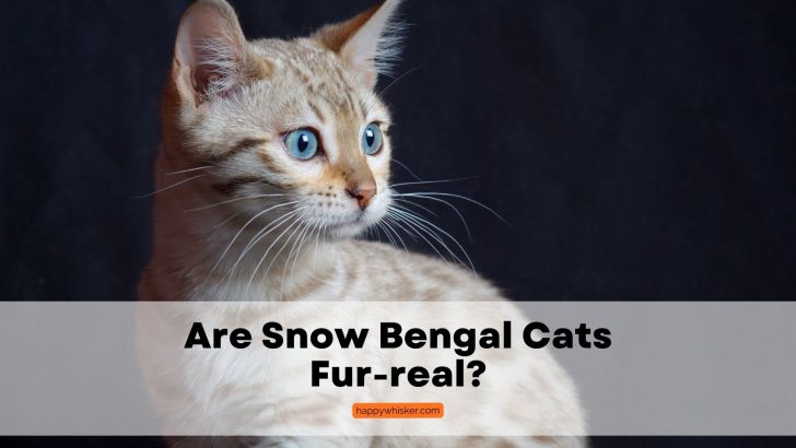 Are Snow Bengal Cats Fur-real? It’s Time To Discover