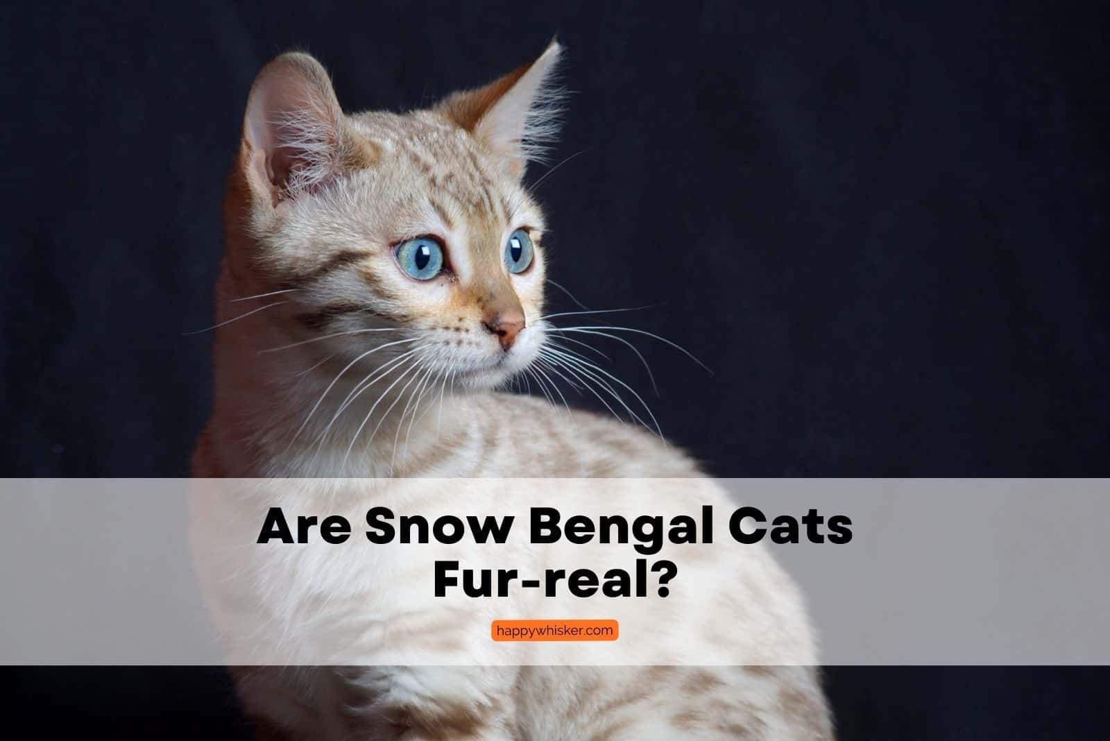Are Snow Bengal Cats Fur-real?