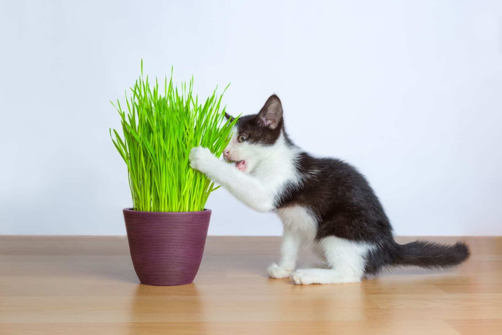 Baby cat eating wheat grass 