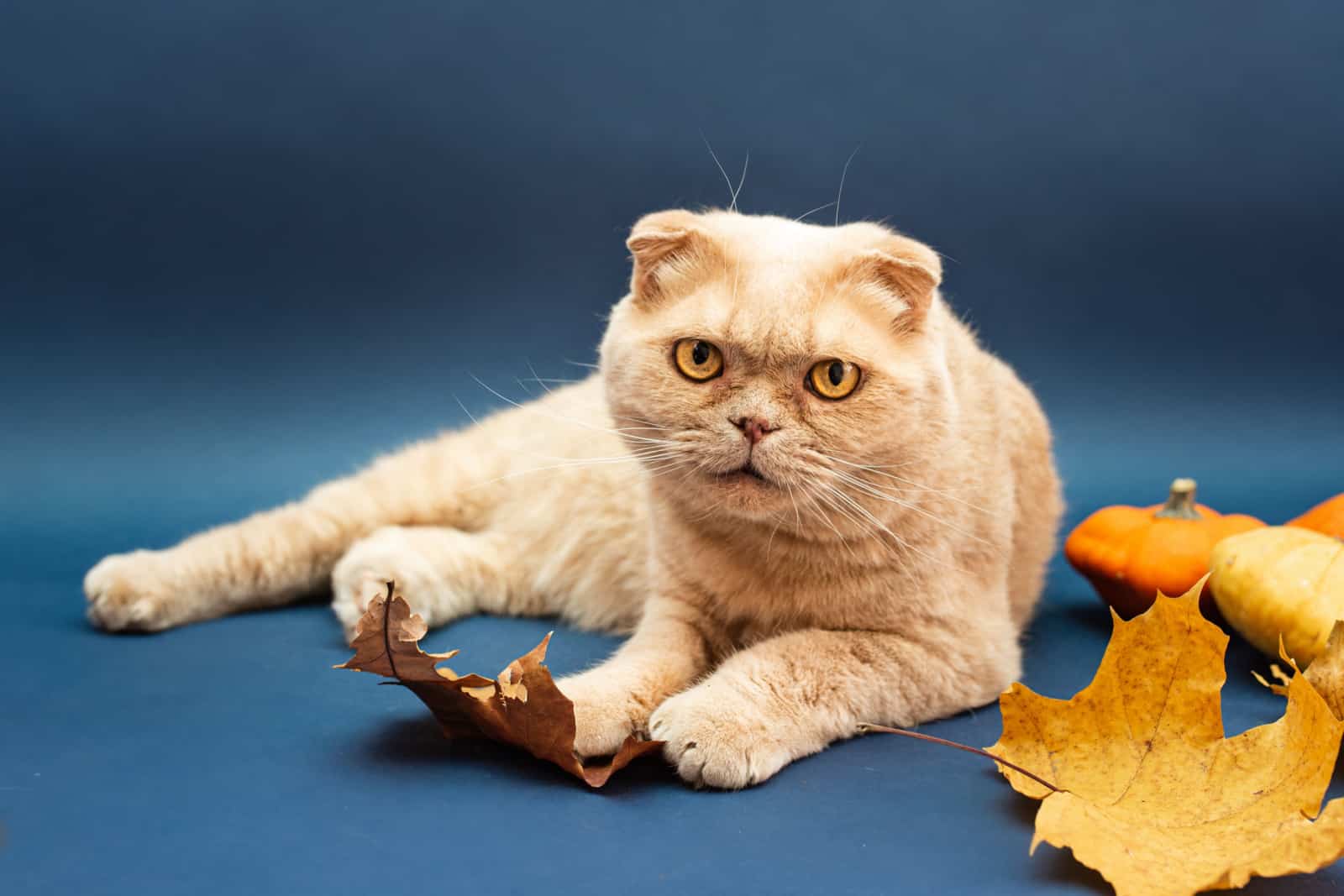 Beautiful cream scottish fold cat laying among pumpkins and maple leaves