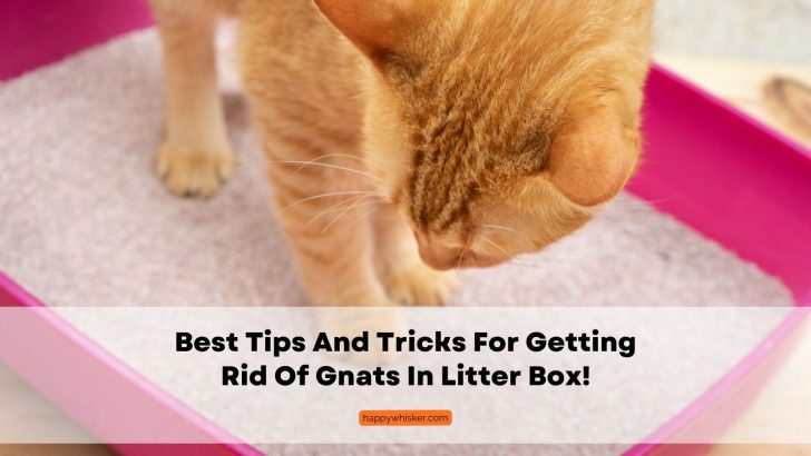 Best Tips And Tricks For Getting Rid Of Gnats In Litter Box!