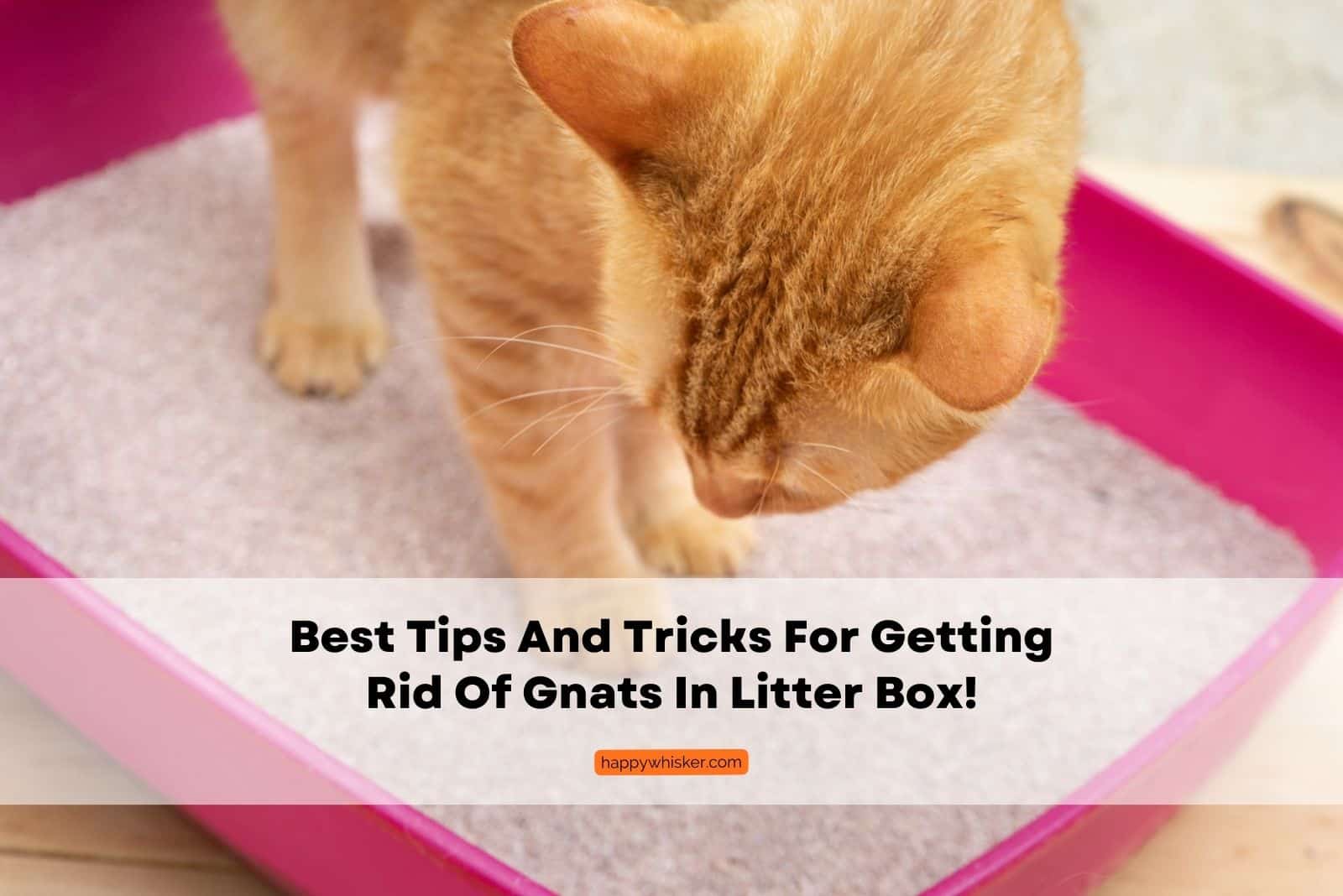 orange cat standing in litterbox with gnats