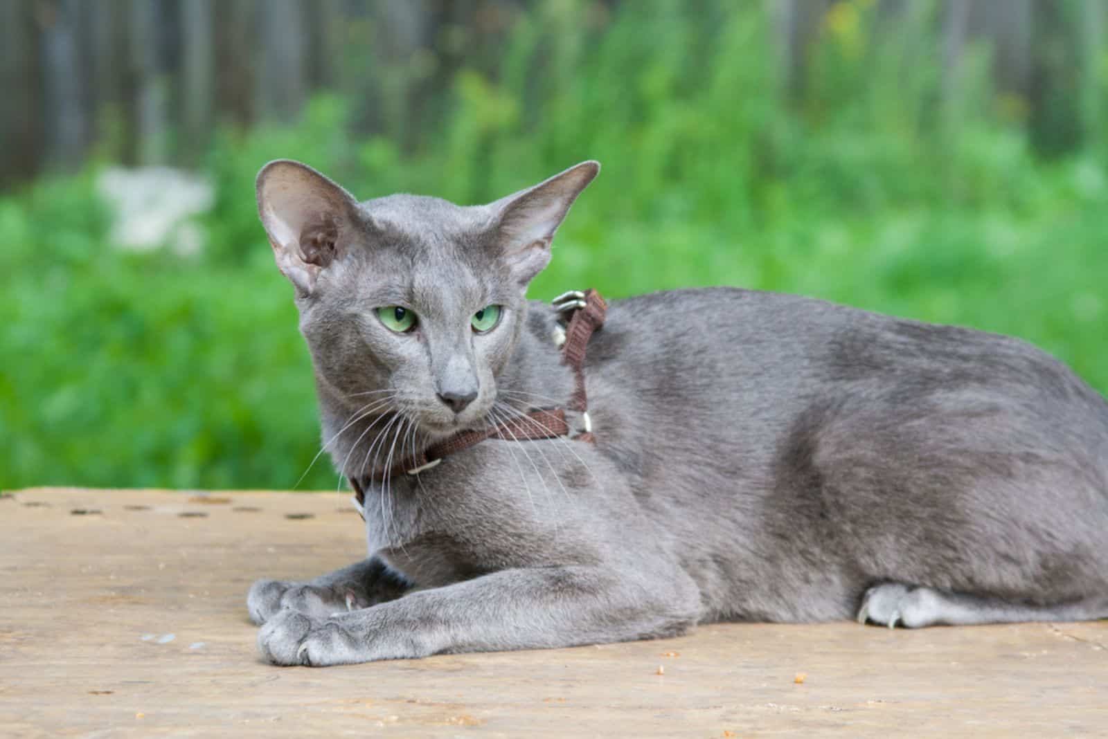 Big grey oriental cat