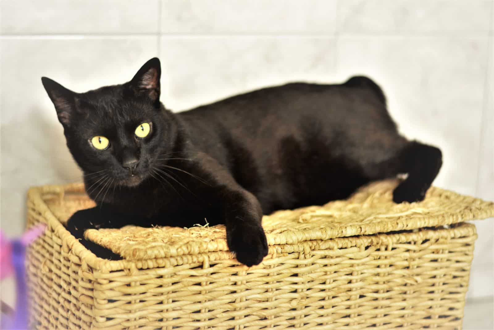 Black bobtail cat playing on top of the sisal box