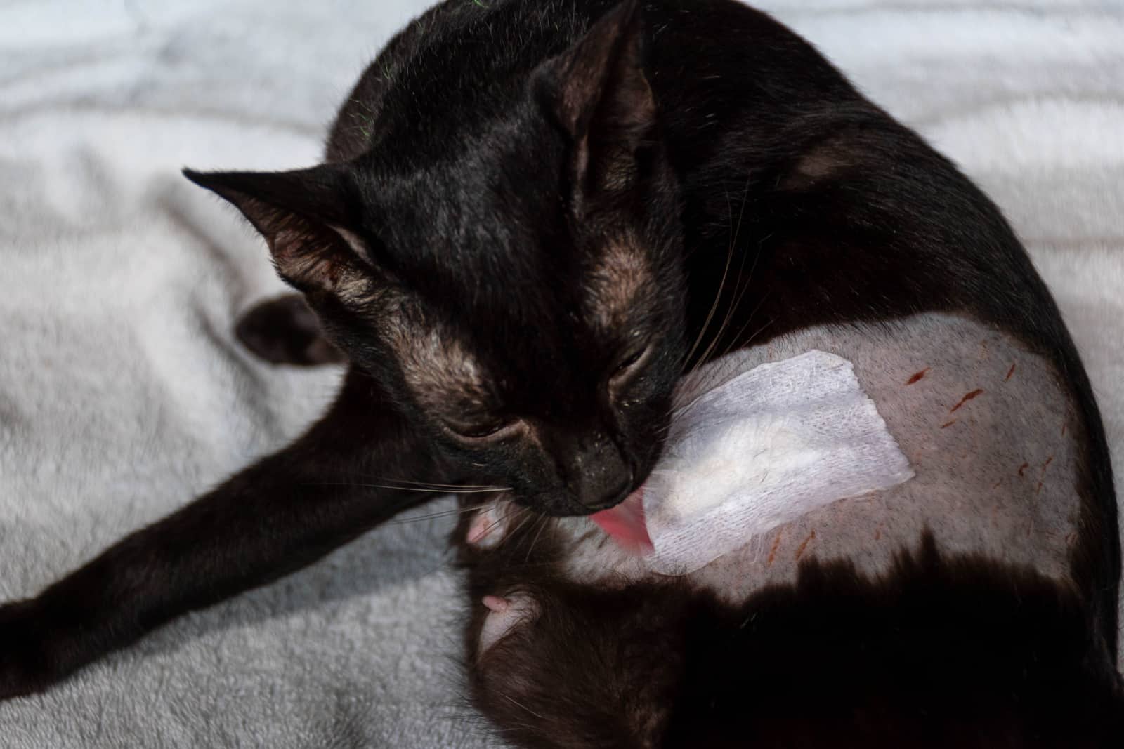 Black cat licking wound from neutering