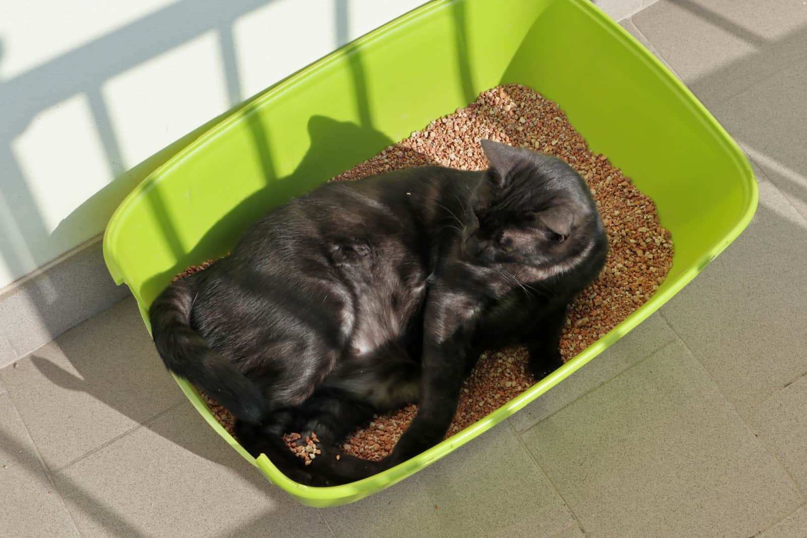 Black cat lying in the litter box