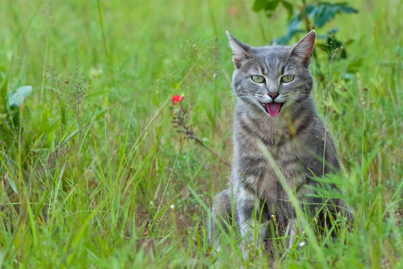 Blue tabby cat panting in hot weather