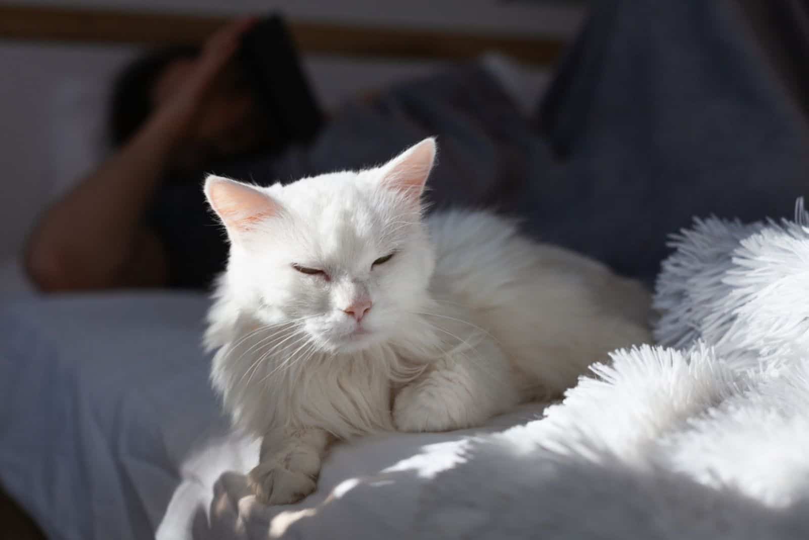 Bored young white mixed breed cat under plaid