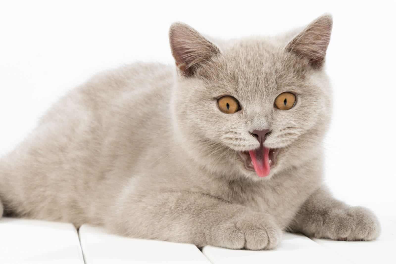  British Lilac Shorthair kitten panting