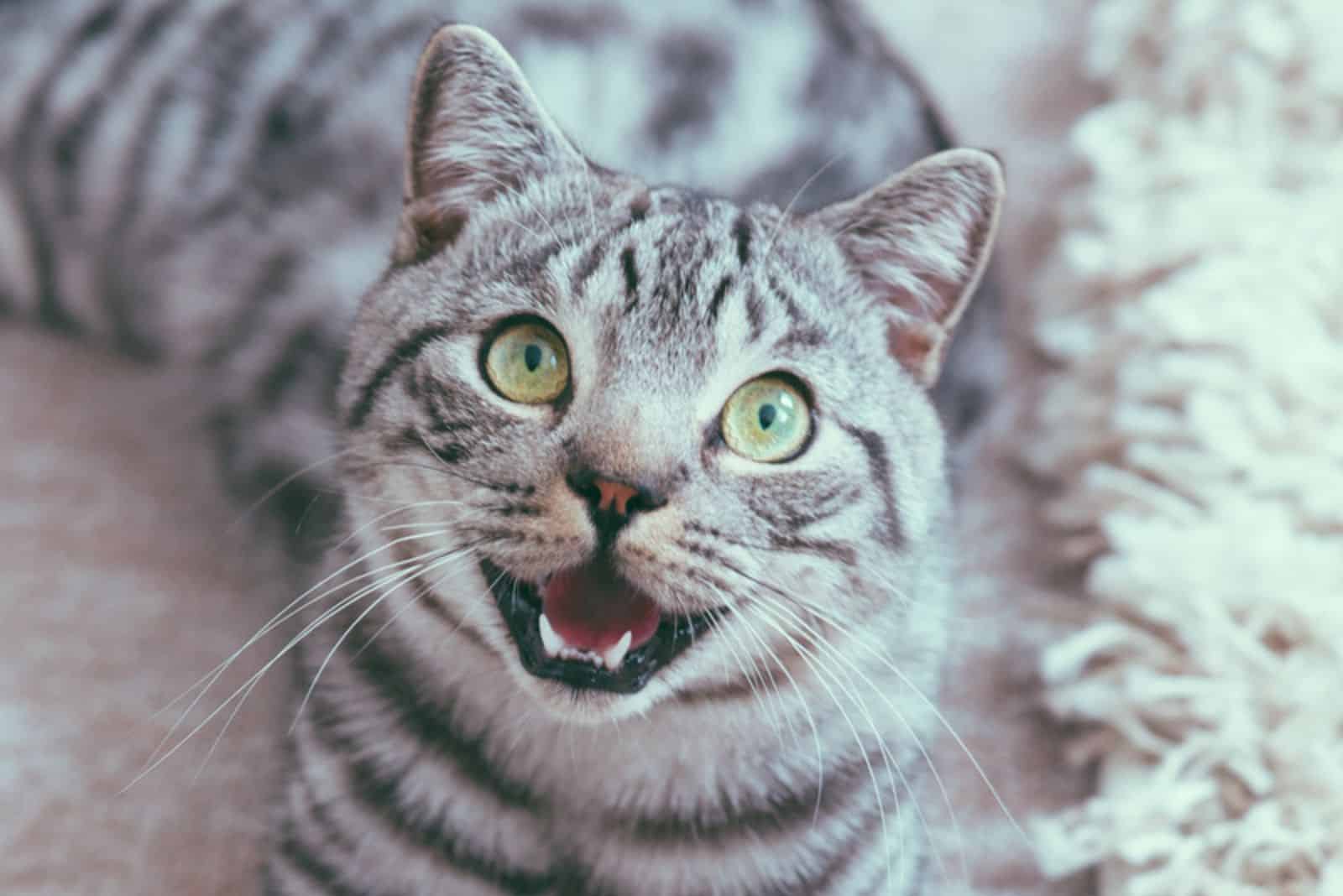 British Shorthair Silver Tabby Male Cat panting 